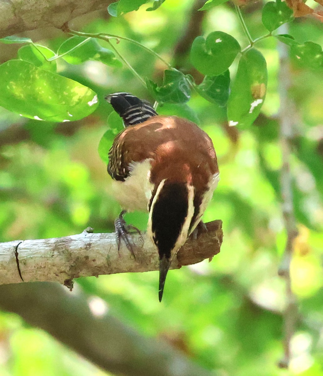 Rufous-backed Wren - ML633018685