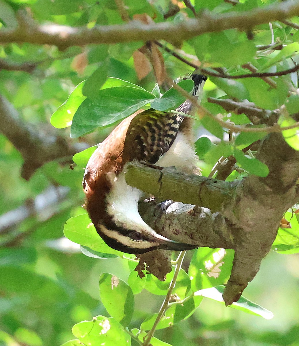 Rufous-backed Wren - ML633018686