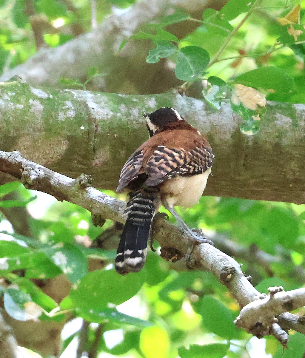Rufous-backed Wren - ML633018687