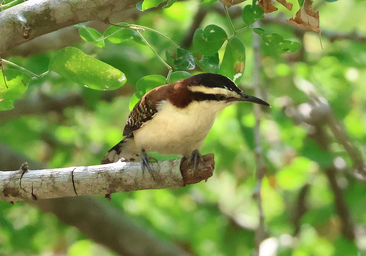 Rufous-backed Wren - ML633018688