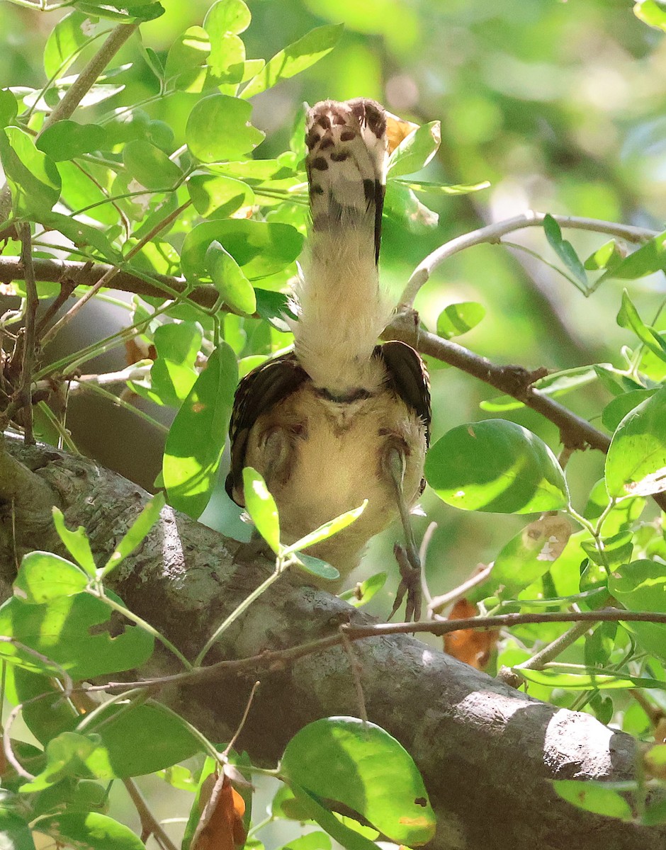 Rufous-backed Wren - ML633018689