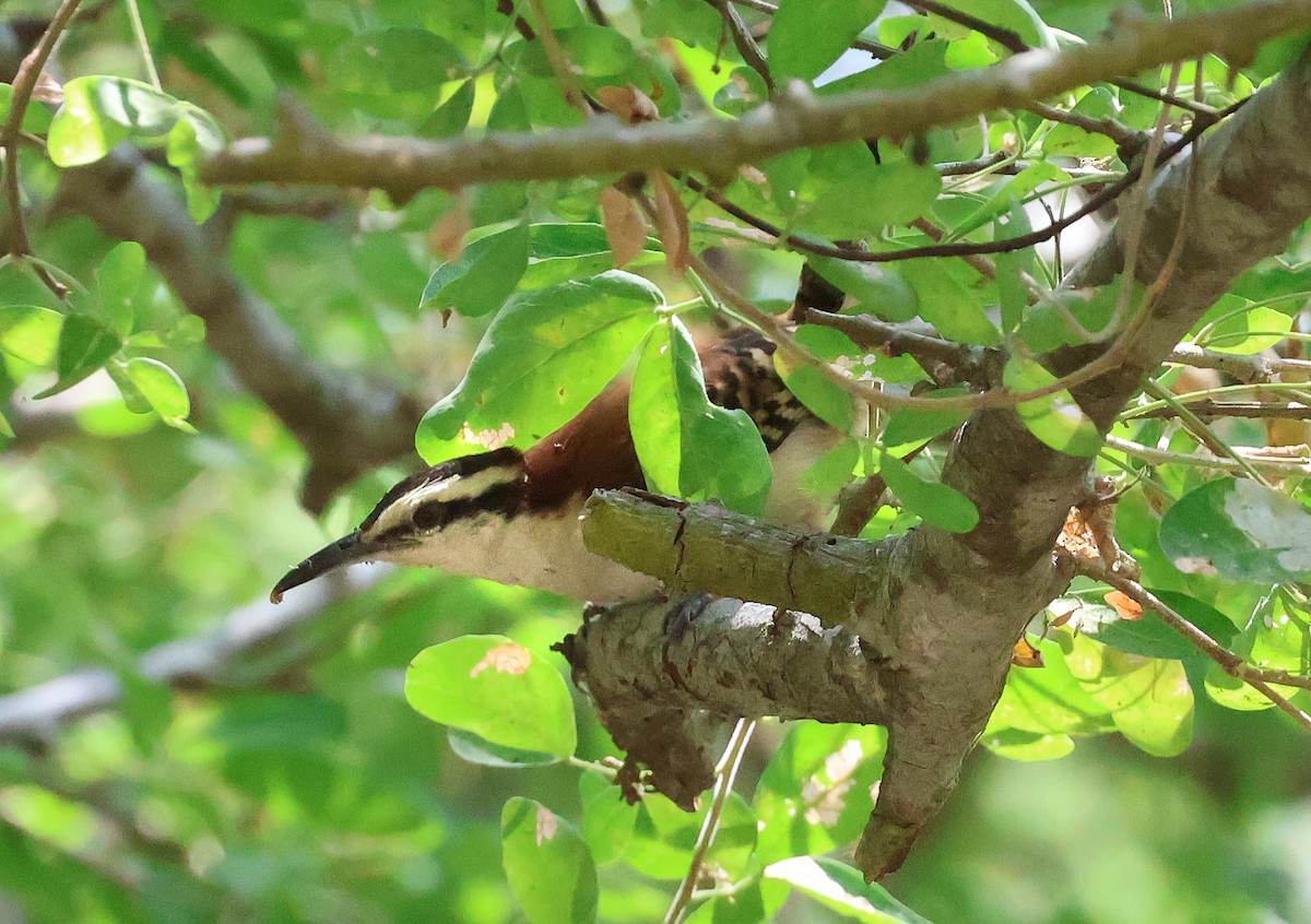 Rufous-backed Wren - ML633018690