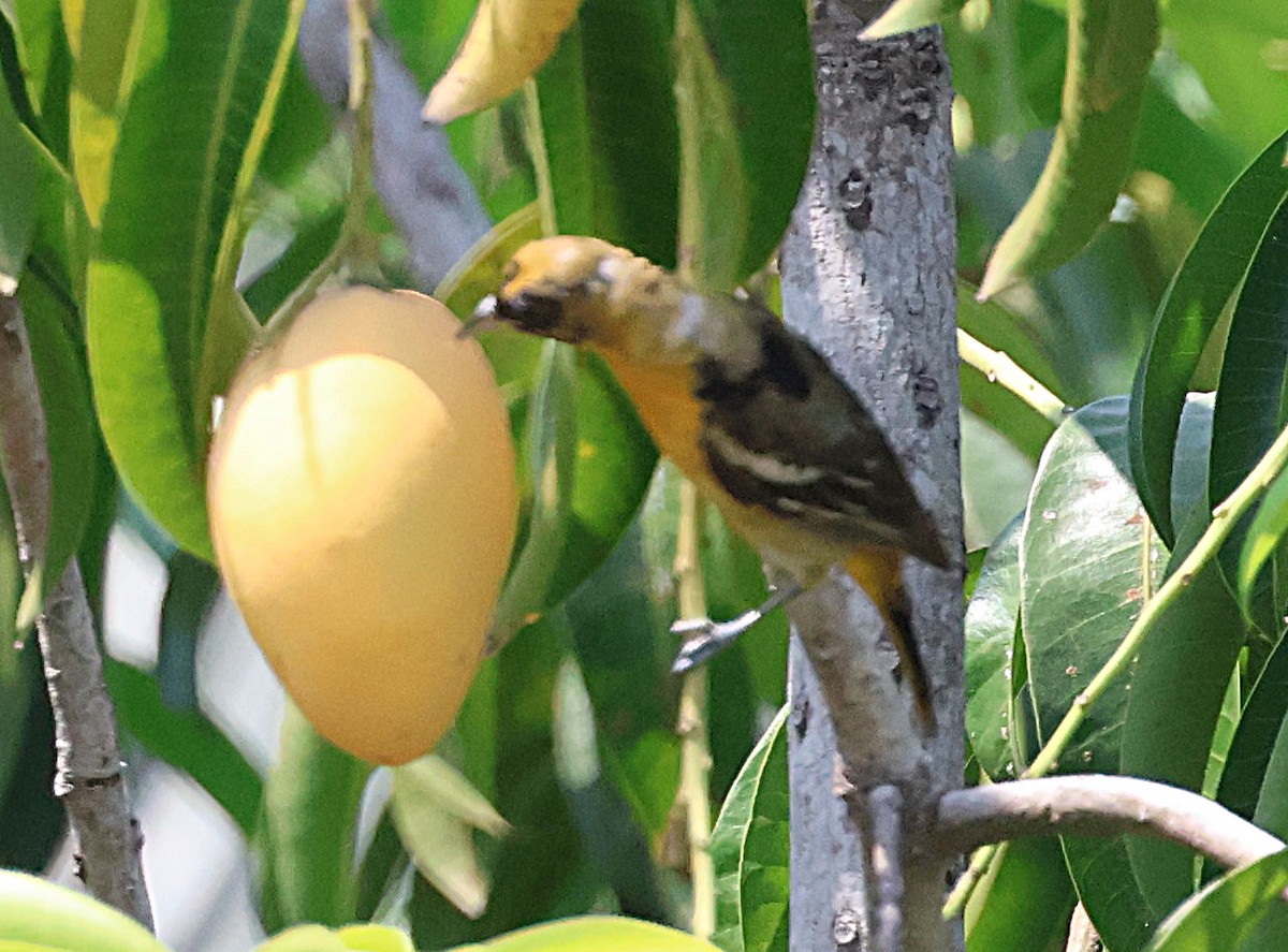 new world oriole sp. - ML633018696