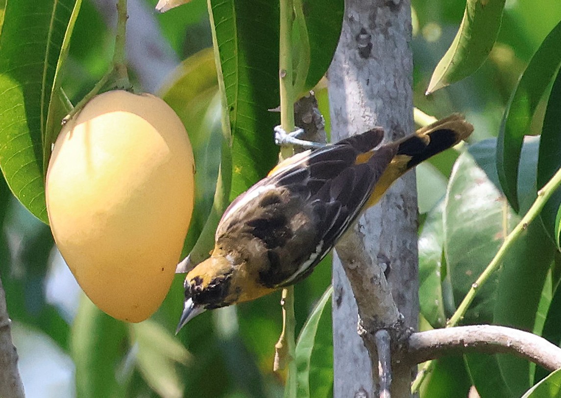 new world oriole sp. - ML633018697
