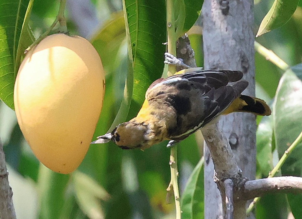 new world oriole sp. - ML633018698