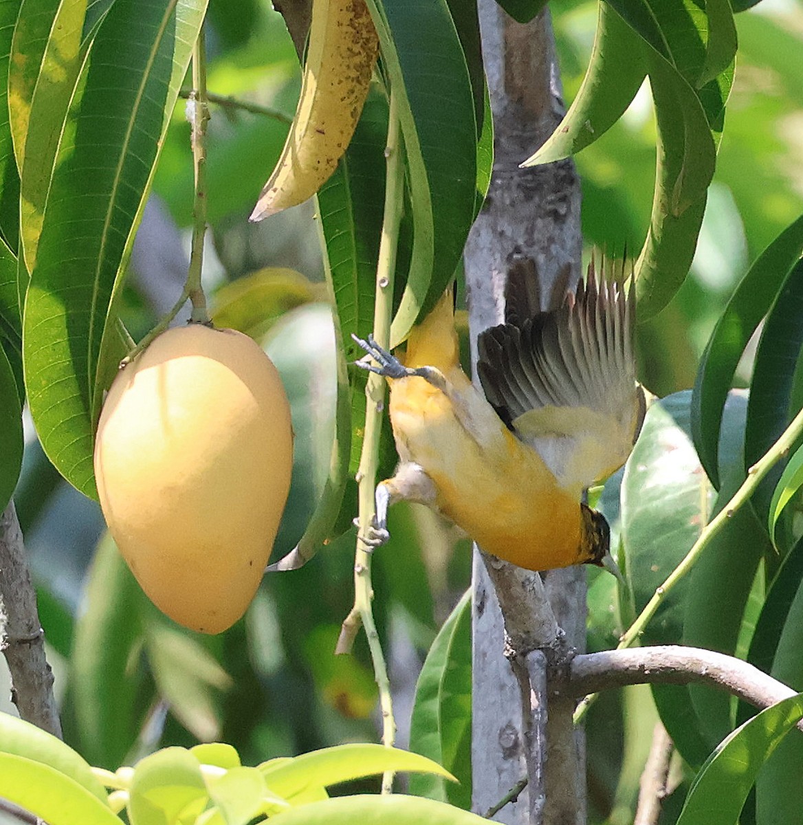 new world oriole sp. - ML633018699