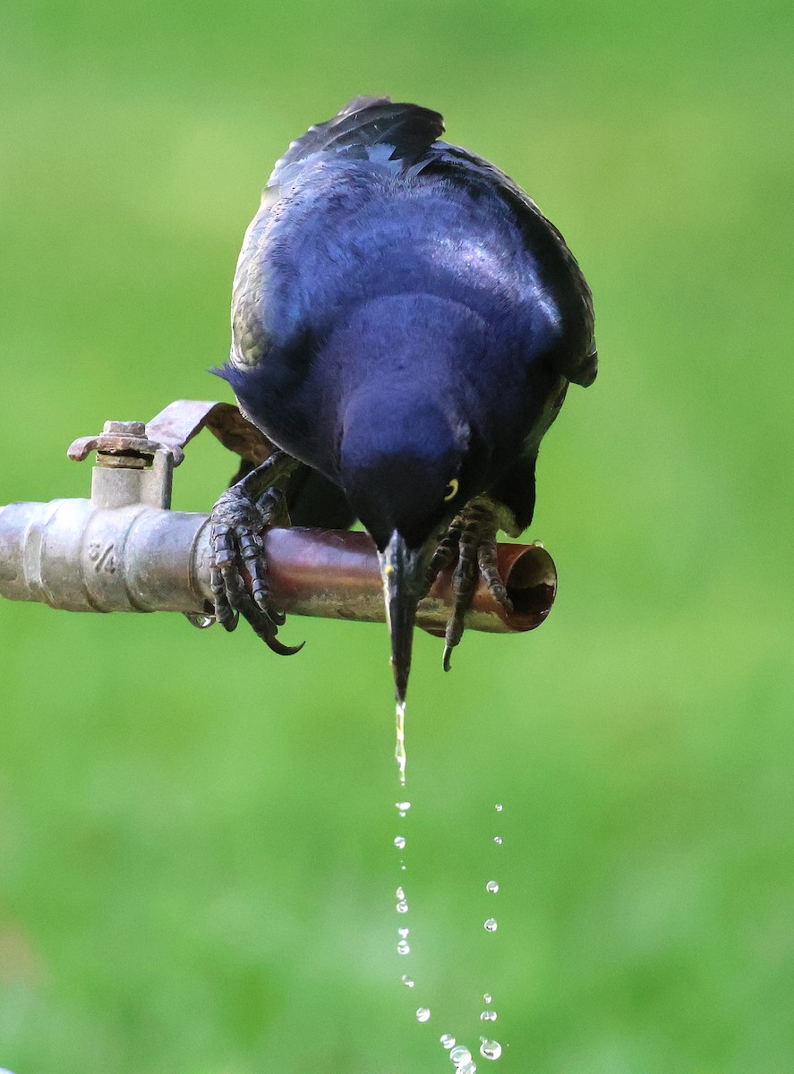 Great-tailed Grackle - ML633018709