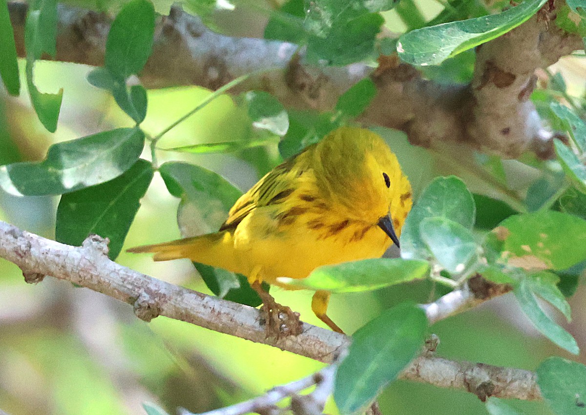 Northern/Mangrove Yellow Warbler - ML633018713