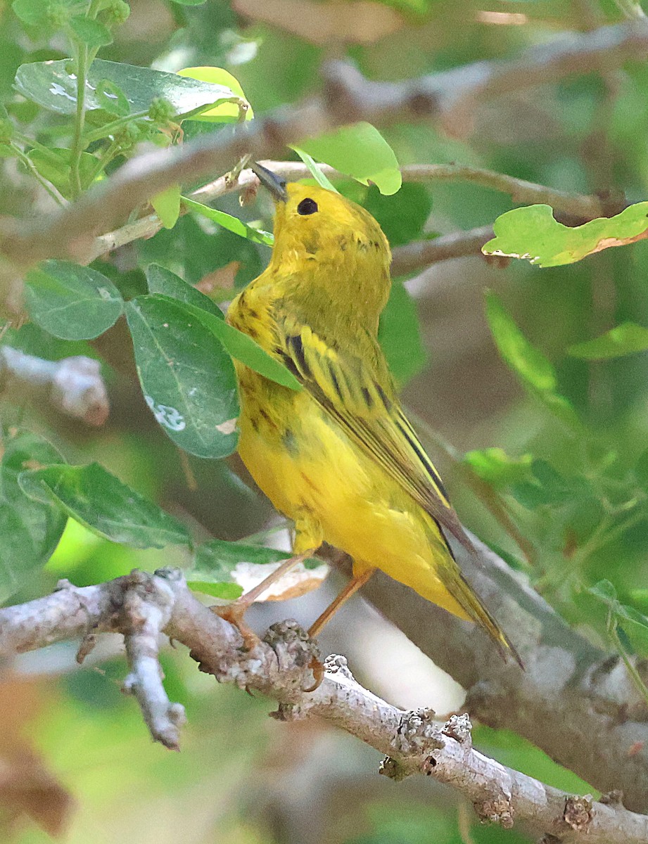 Northern/Mangrove Yellow Warbler - ML633018714