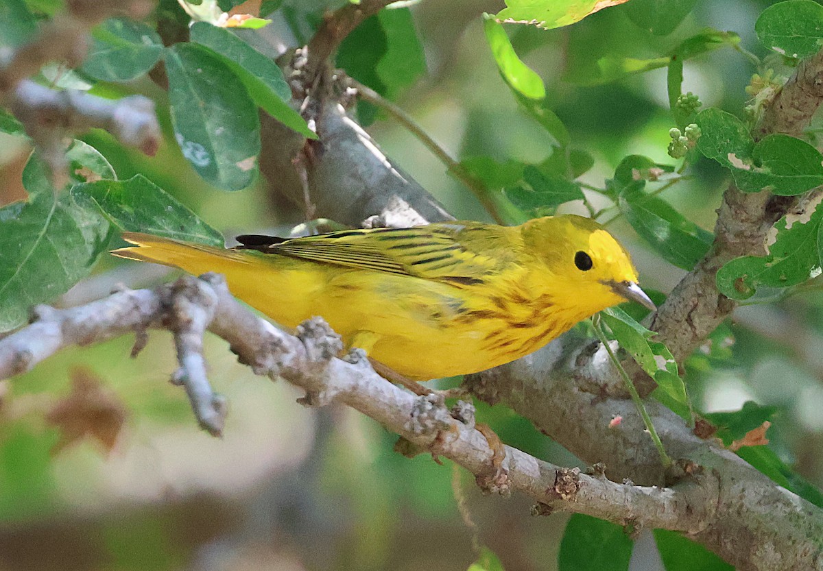 Northern/Mangrove Yellow Warbler - ML633018715