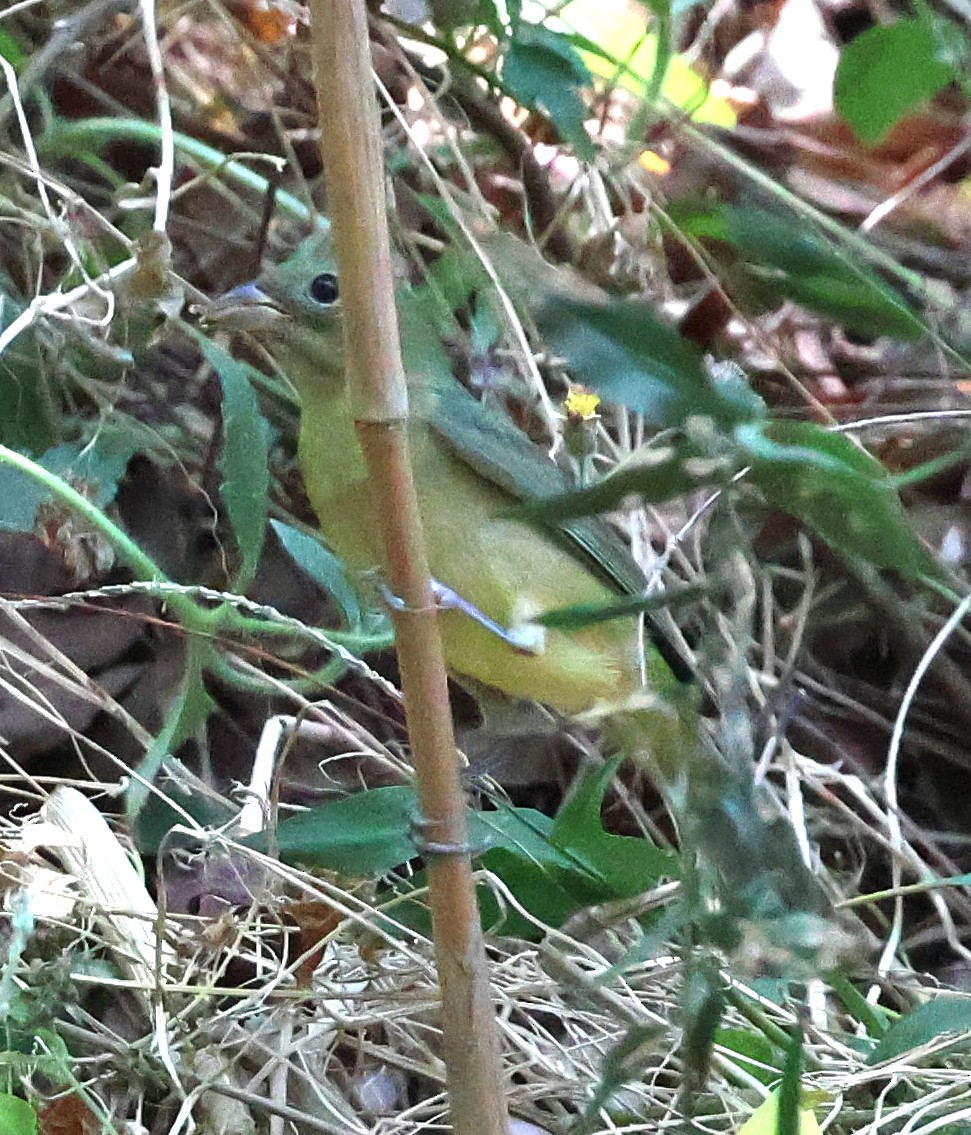 Painted Bunting - ML633018723