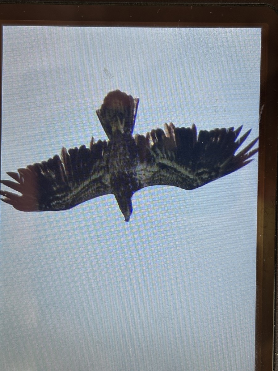 Bald Eagle - ML633018900