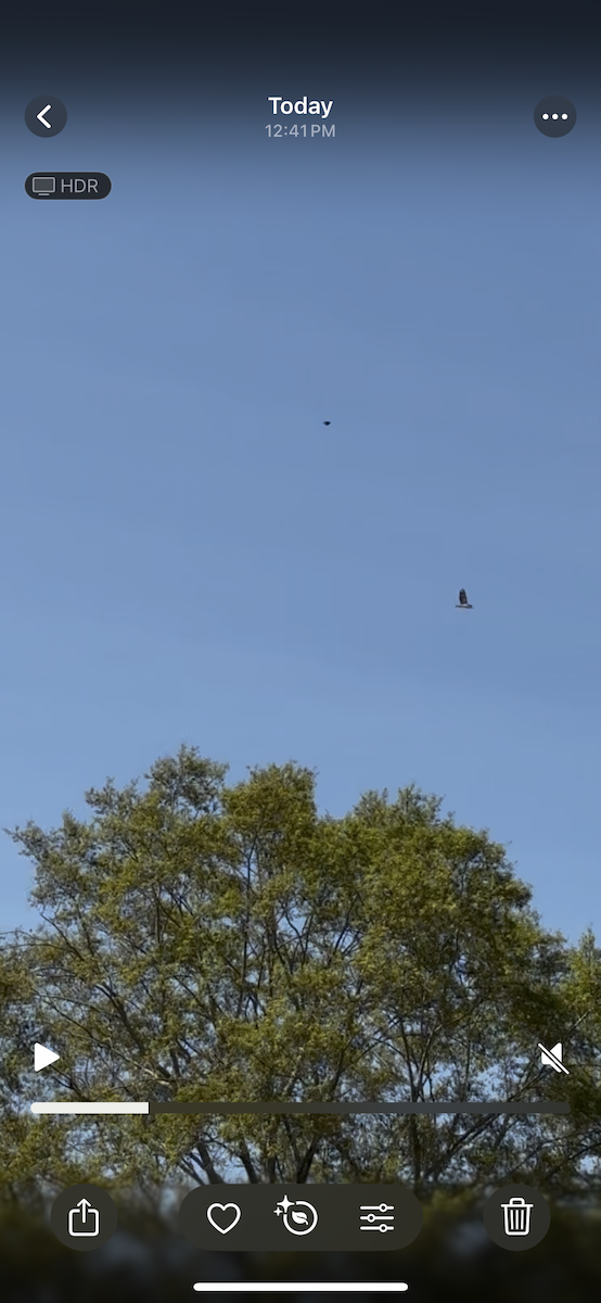 Bald Eagle - ML633018902