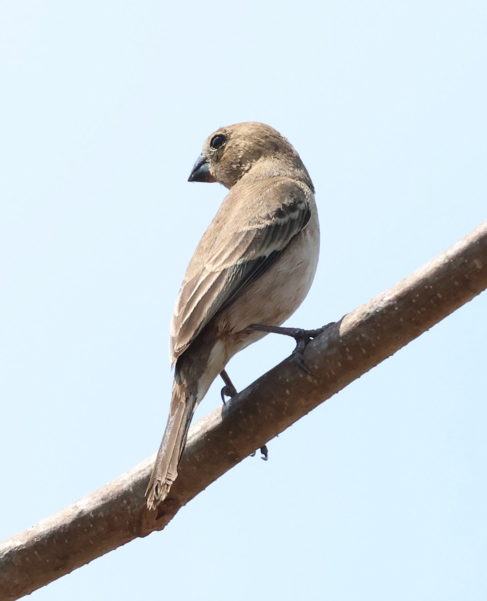 Ruddy-breasted Seedeater - ML633018945