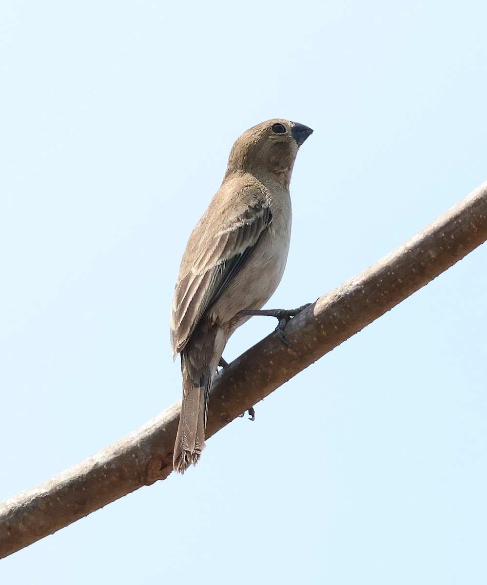 Ruddy-breasted Seedeater - ML633018946