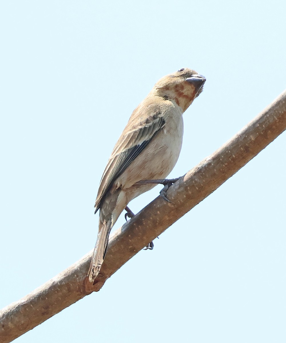 Ruddy-breasted Seedeater - ML633018947
