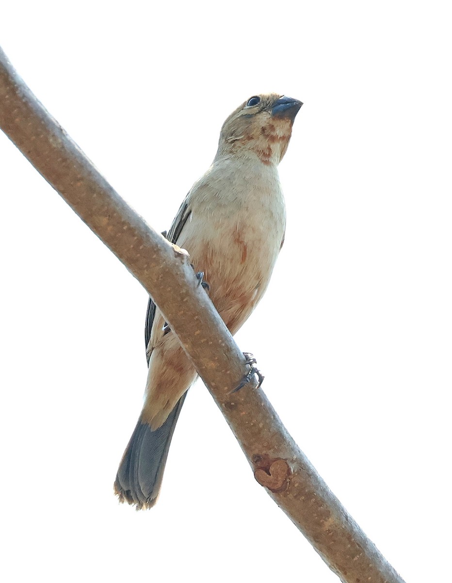 Ruddy-breasted Seedeater - ML633018948