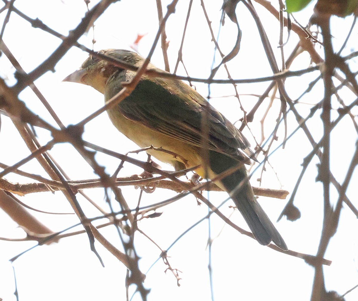 Ruddy-breasted Seedeater - ML633018949