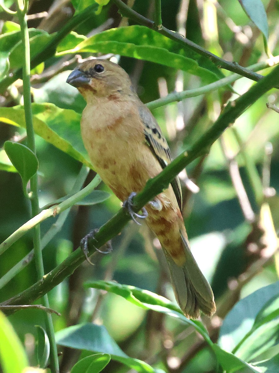 Ruddy-breasted Seedeater - ML633018950
