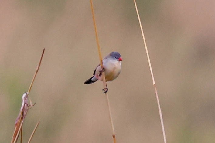 Fawn-breasted Waxbill - ML633019007