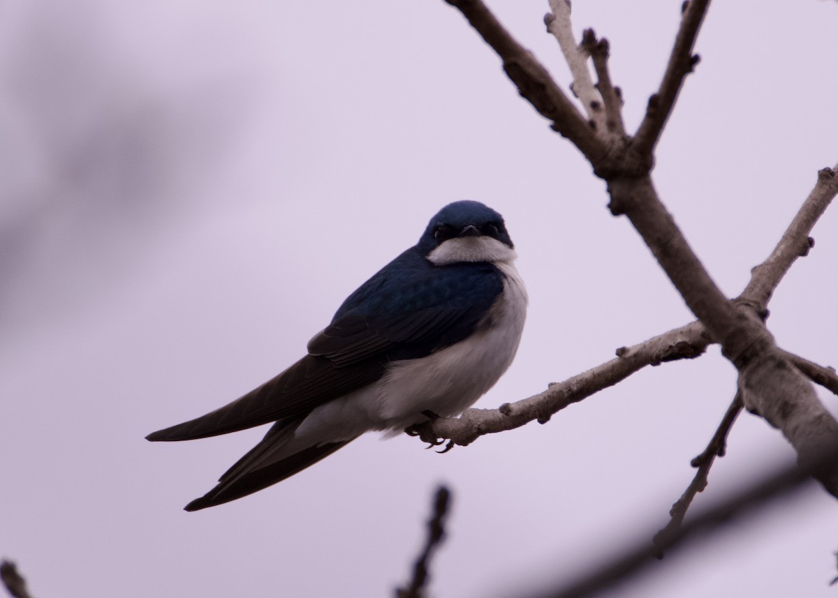 Tree Swallow - ML633019276