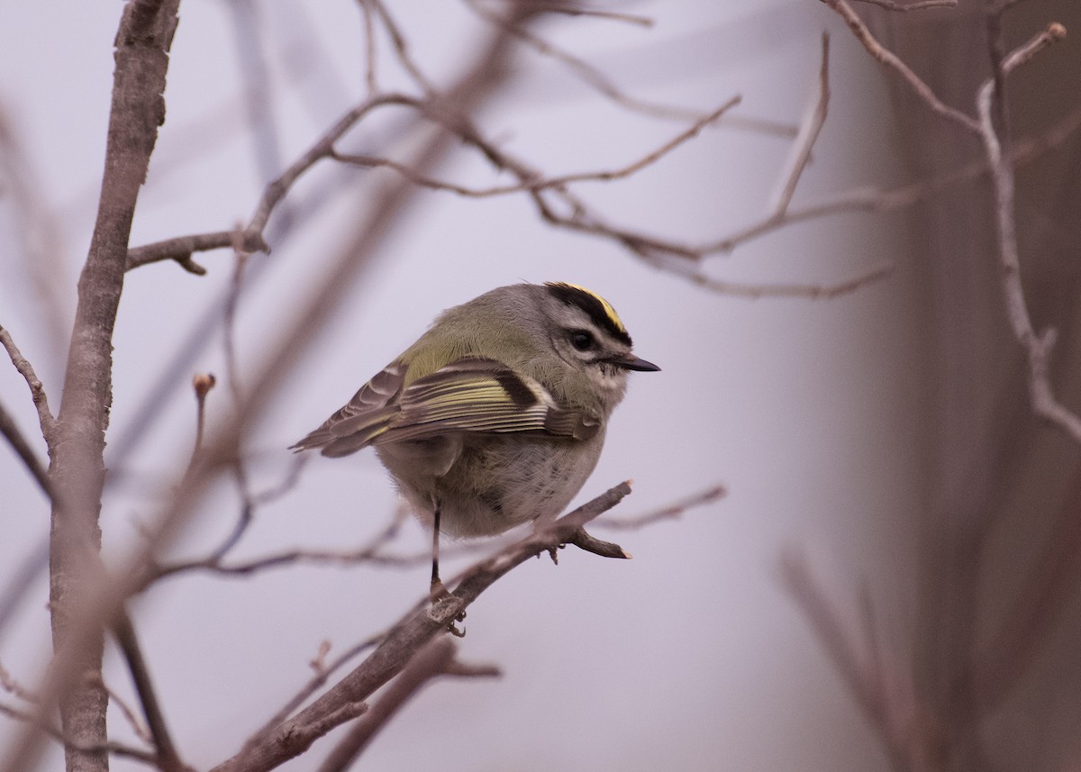 Golden-crowned Kinglet - ML633019297