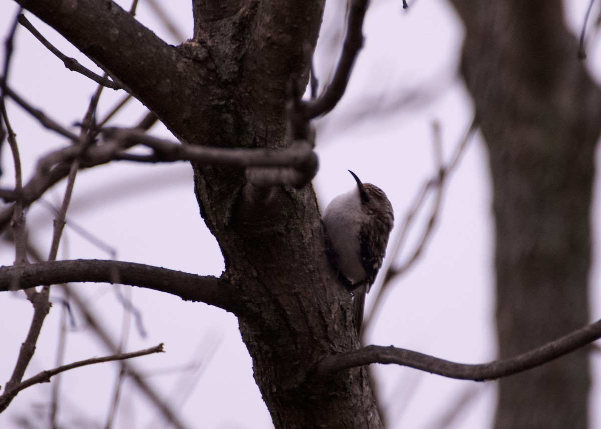 Brown Creeper - ML633019318