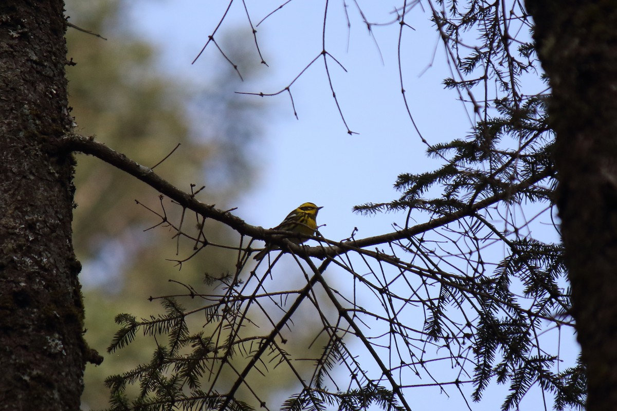 Townsend's Warbler - ML633019349
