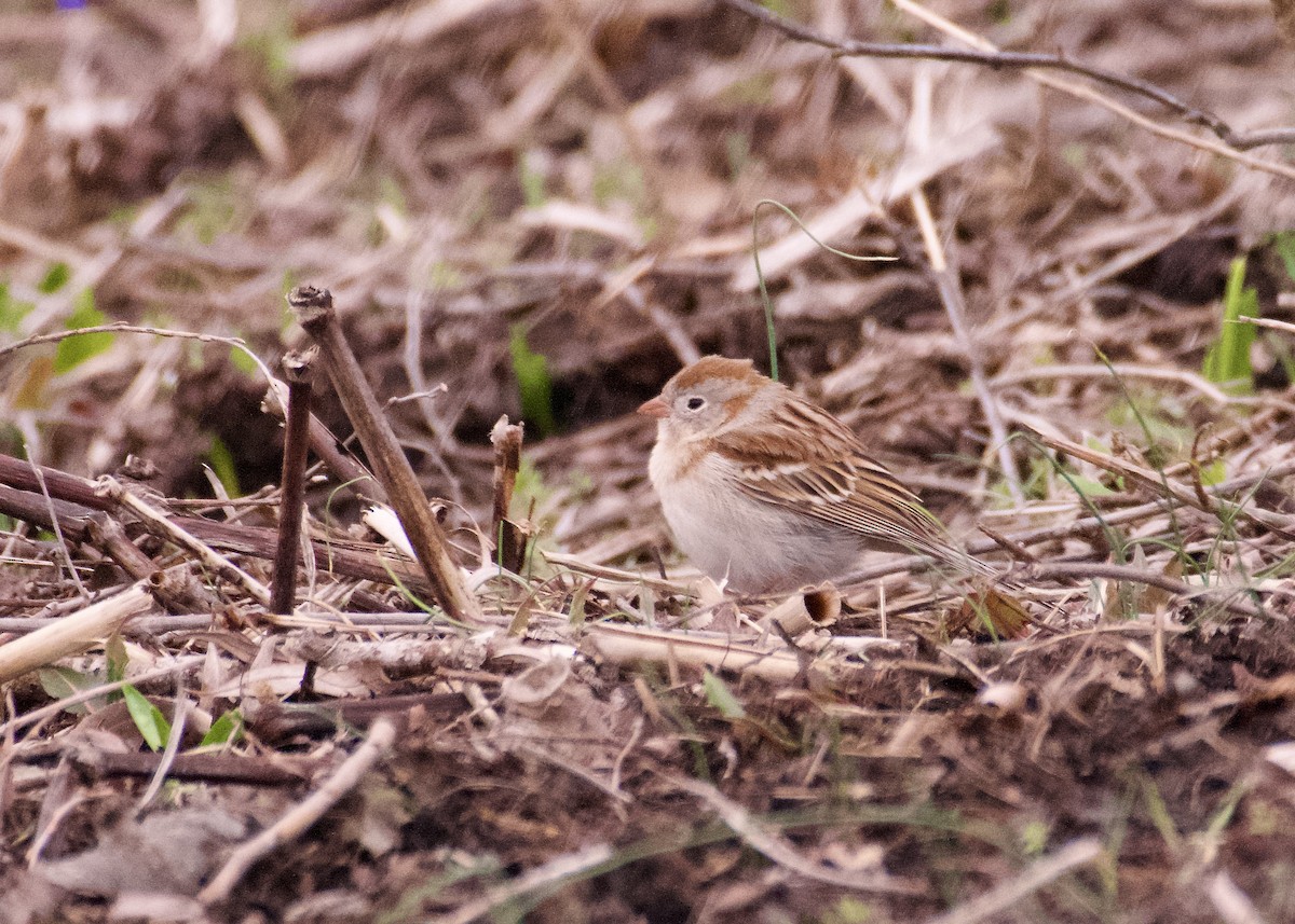 Field Sparrow - ML633019357