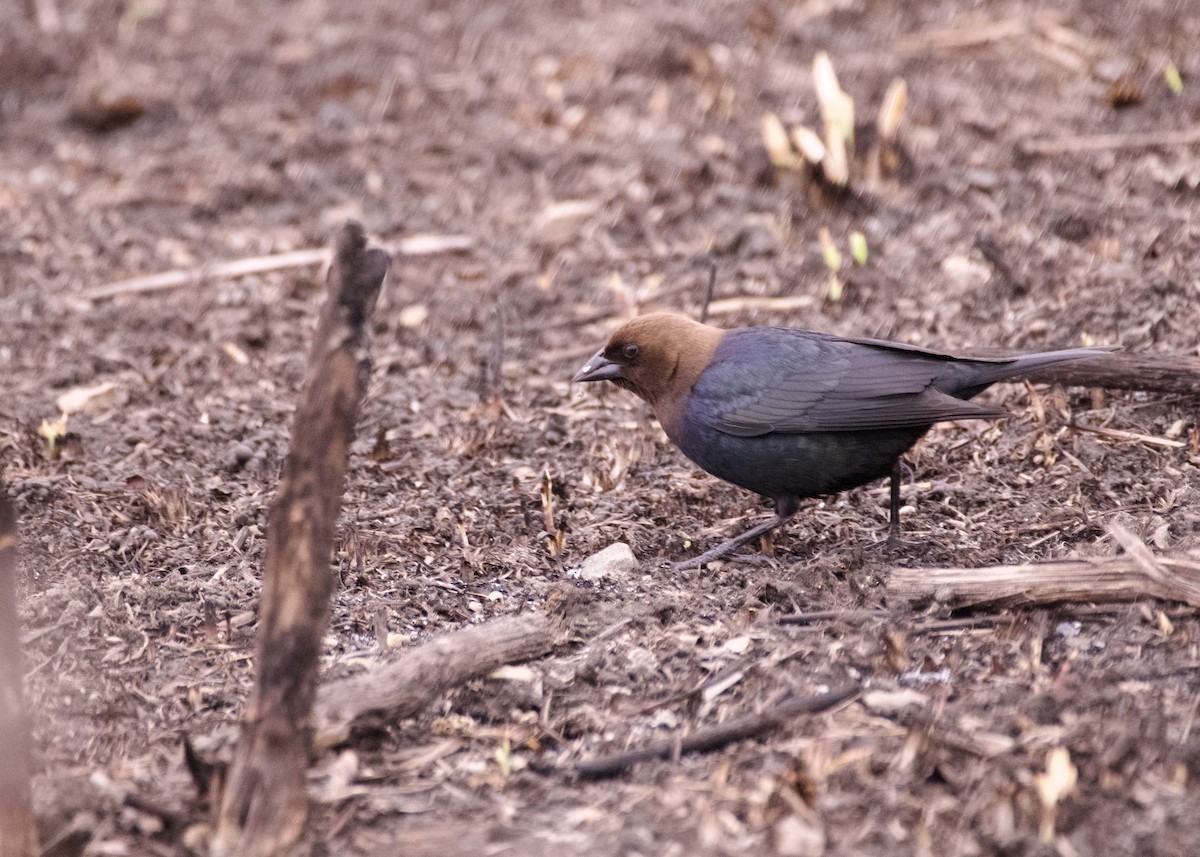 Brown-headed Cowbird - ML633019371