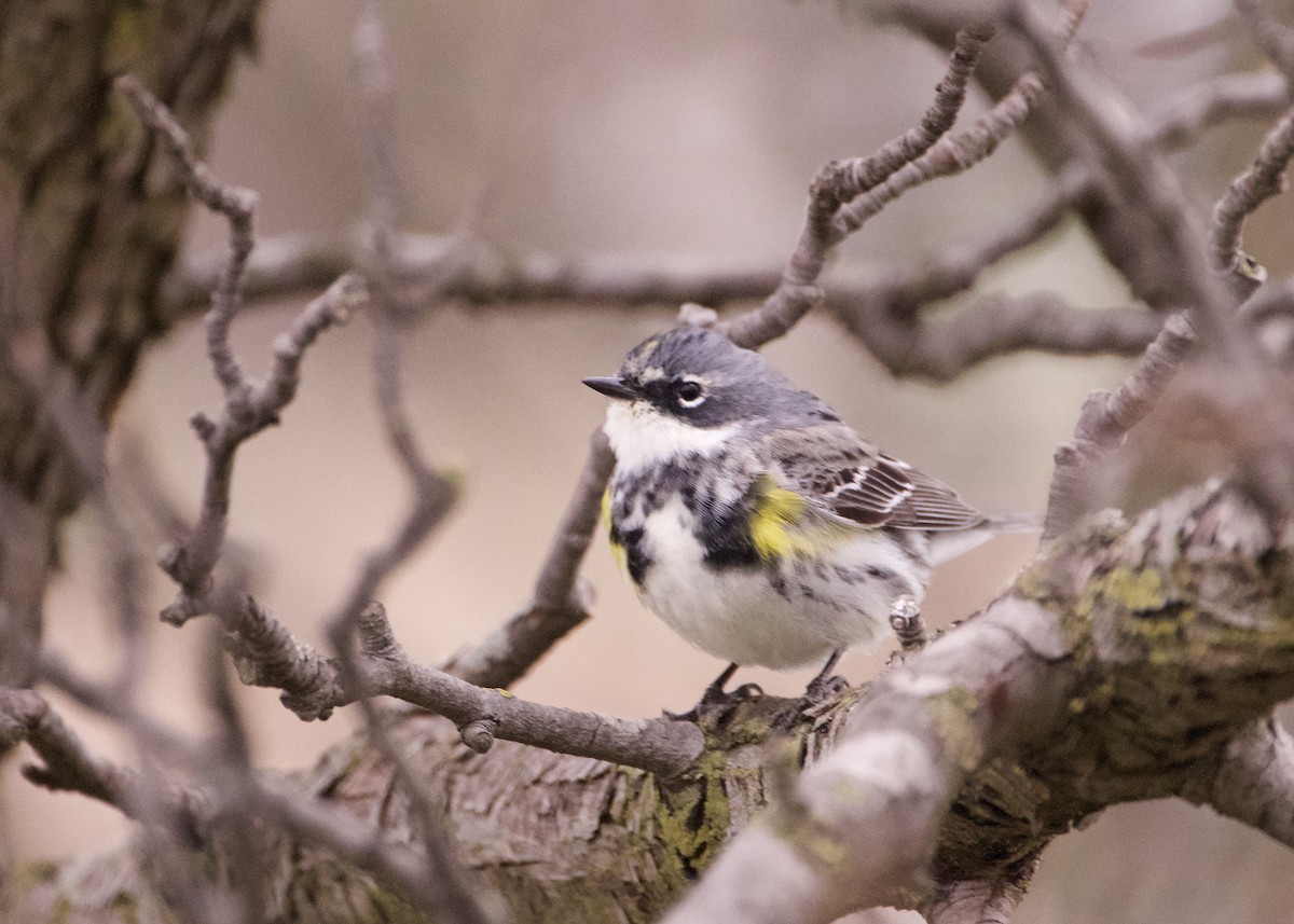 Yellow-rumped Warbler (Myrtle) - ML633019379