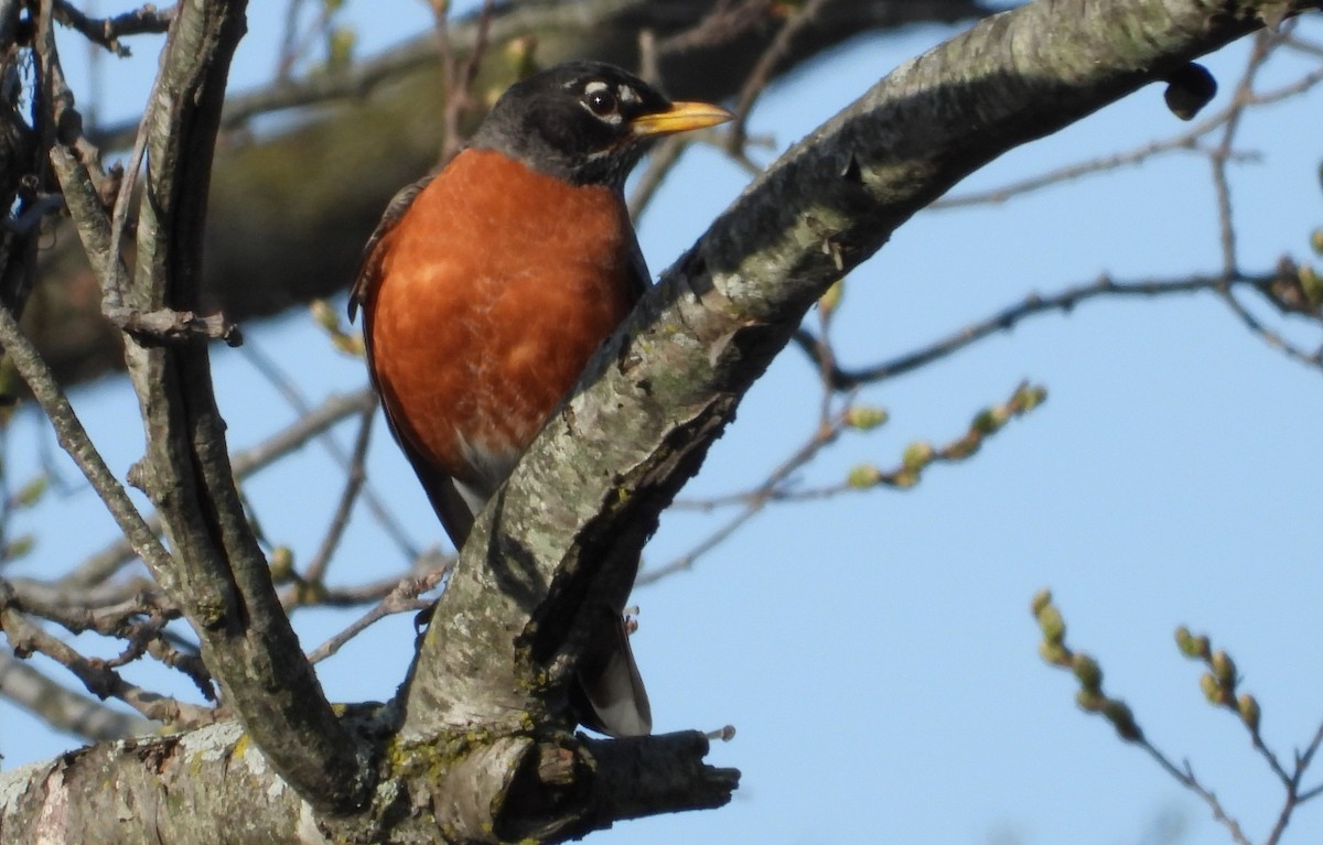 American Robin - ML633019435