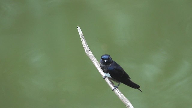 White-banded Swallow - ML633019457