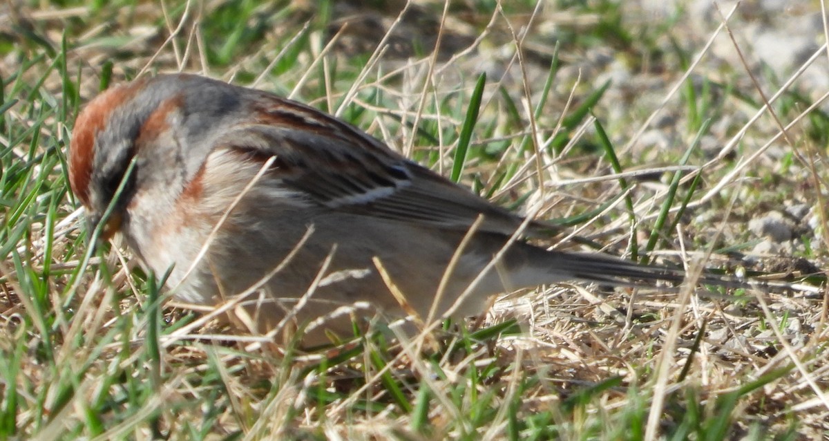 American Tree Sparrow - ML633019473