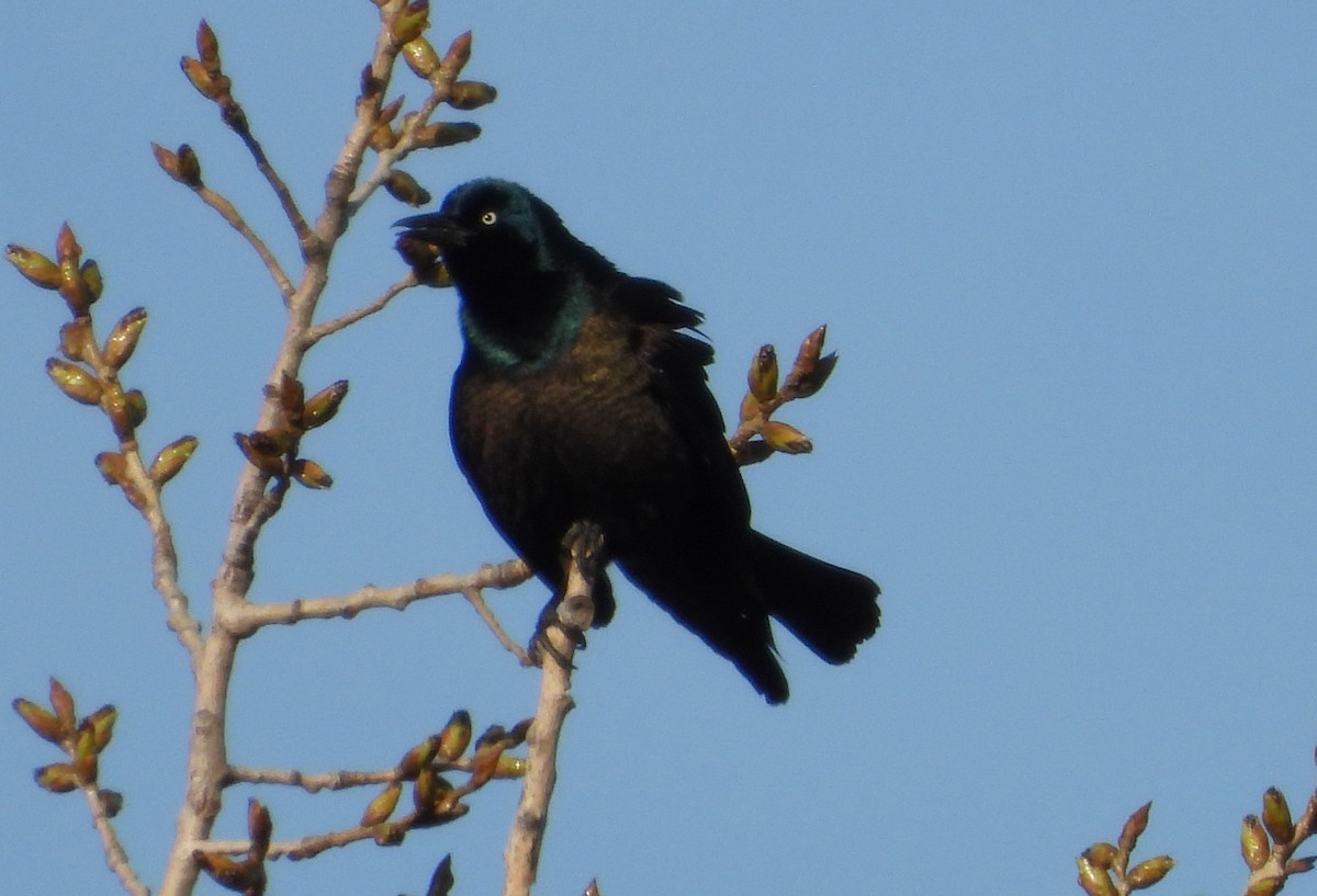 Common Grackle - ML633019489