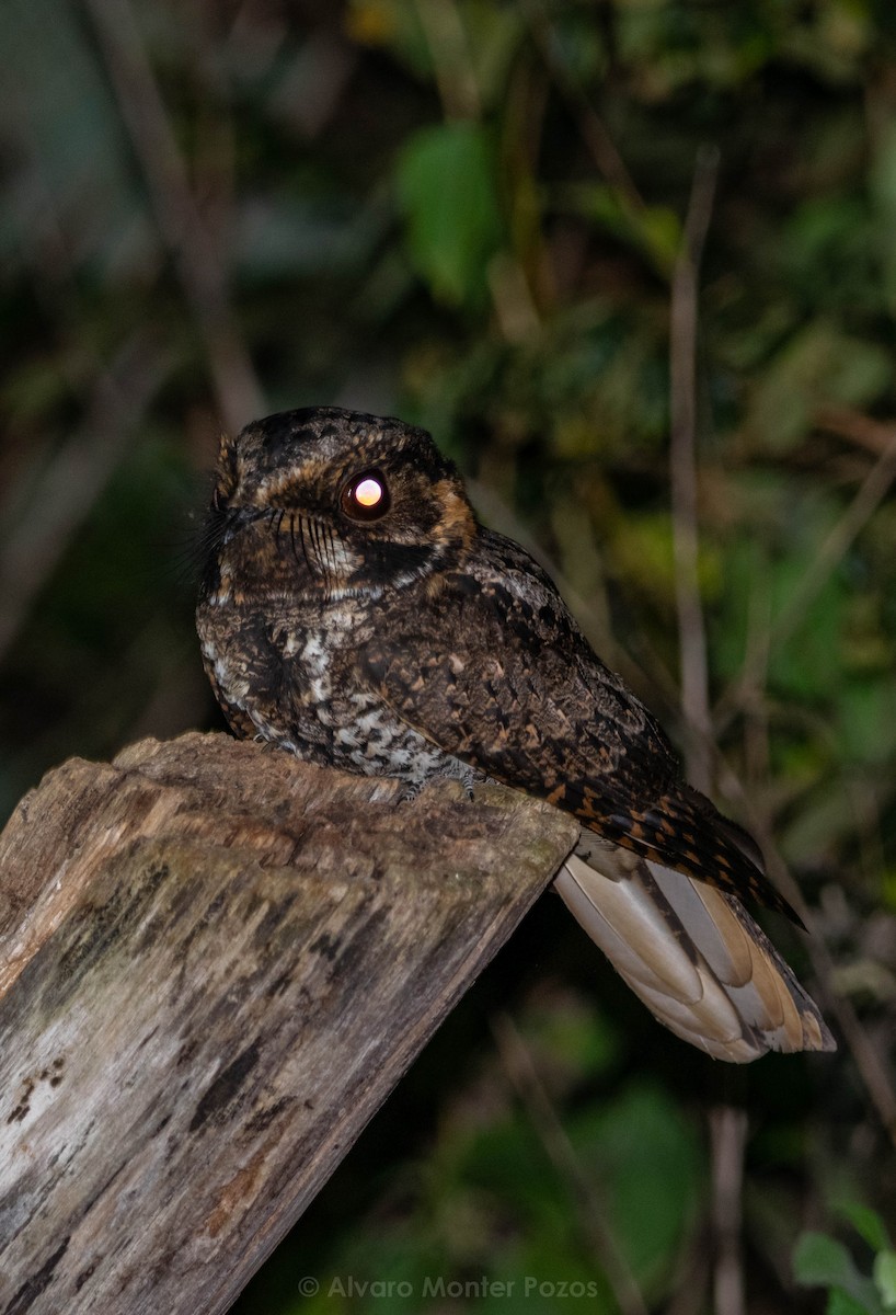 Yucatan Nightjar - ML633019560