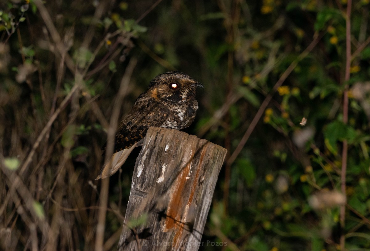 Yucatan Nightjar - ML633019562