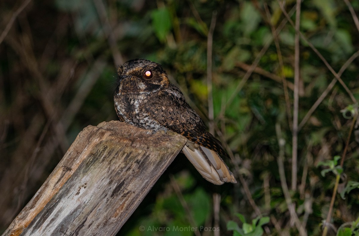 Yucatan Nightjar - ML633019564