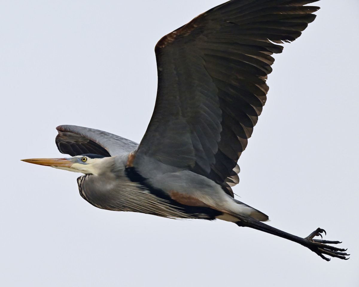 Great Blue Heron - ML633019720