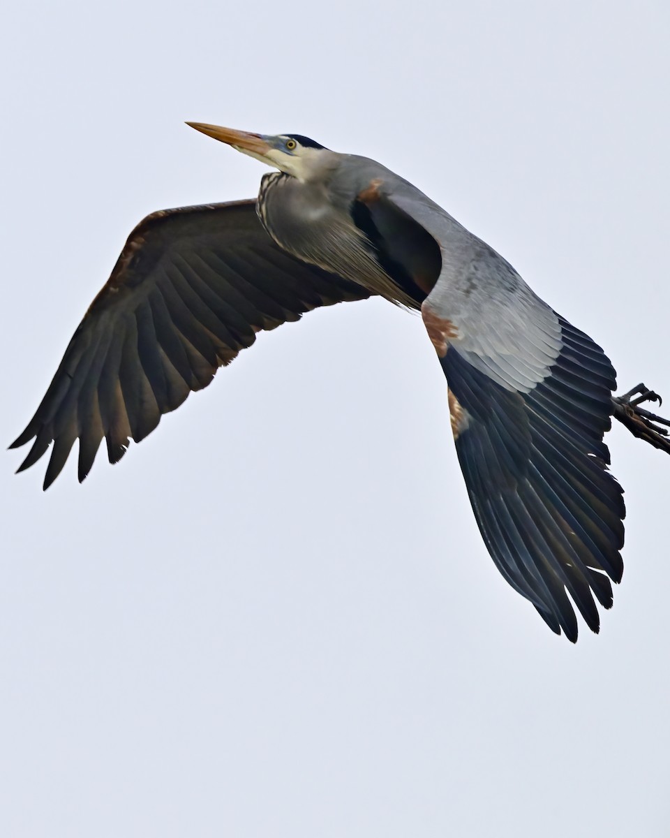 Great Blue Heron - ML633019721