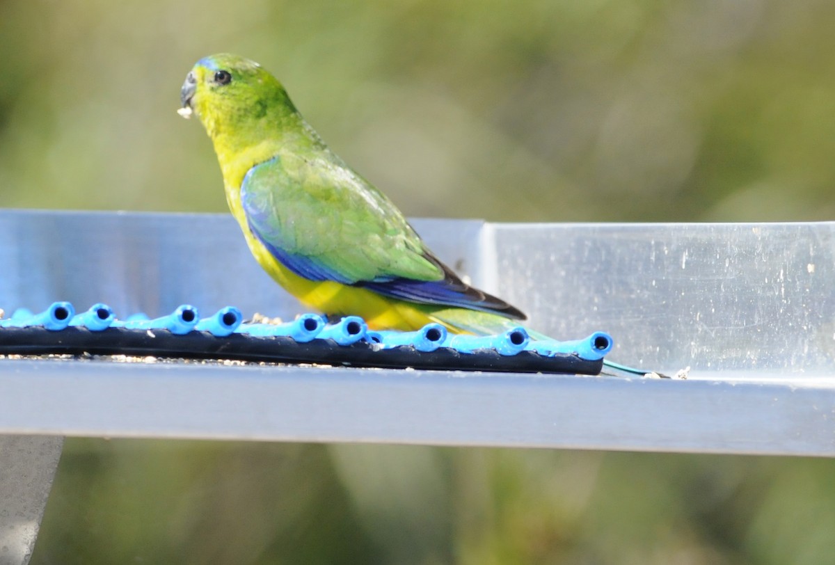 Orange-bellied Parrot - Sharyn Magee