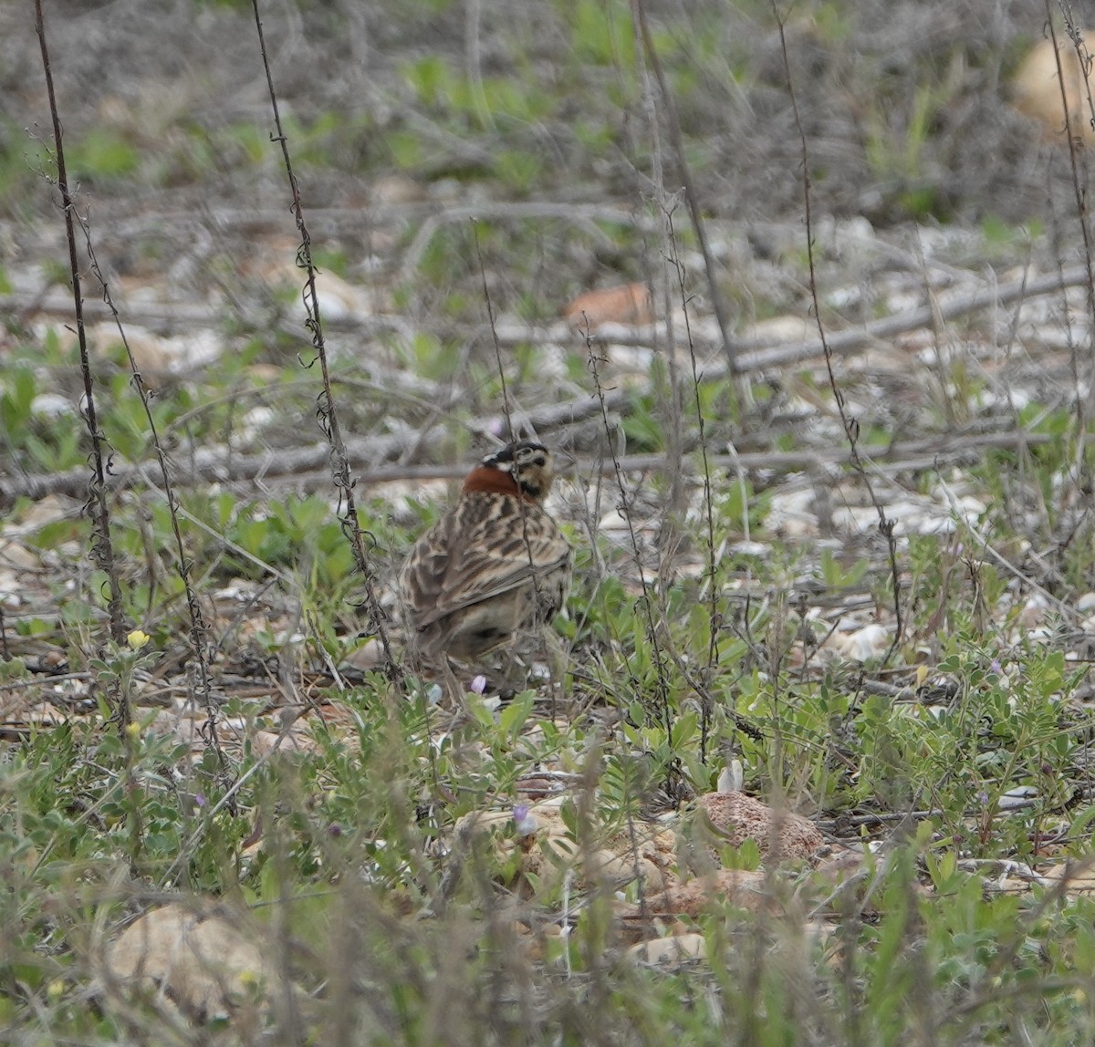 Chestnut-collared Longspur - ML633019861