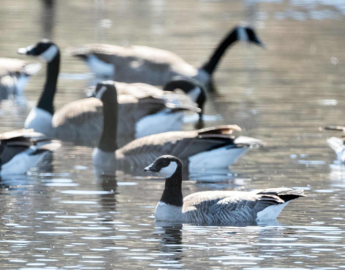 Cackling Goose - ML633019865
