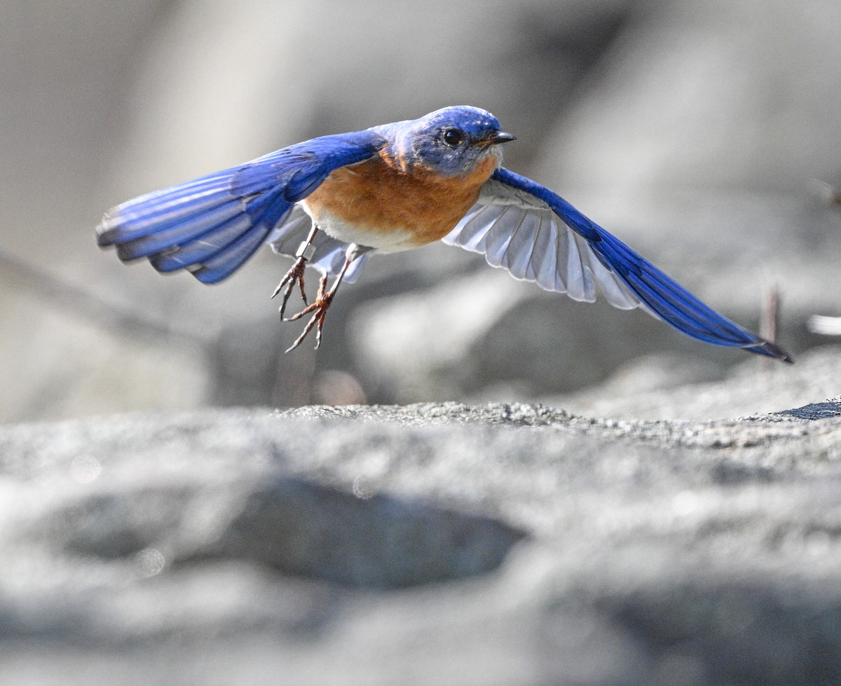 Eastern Bluebird - ML633019894