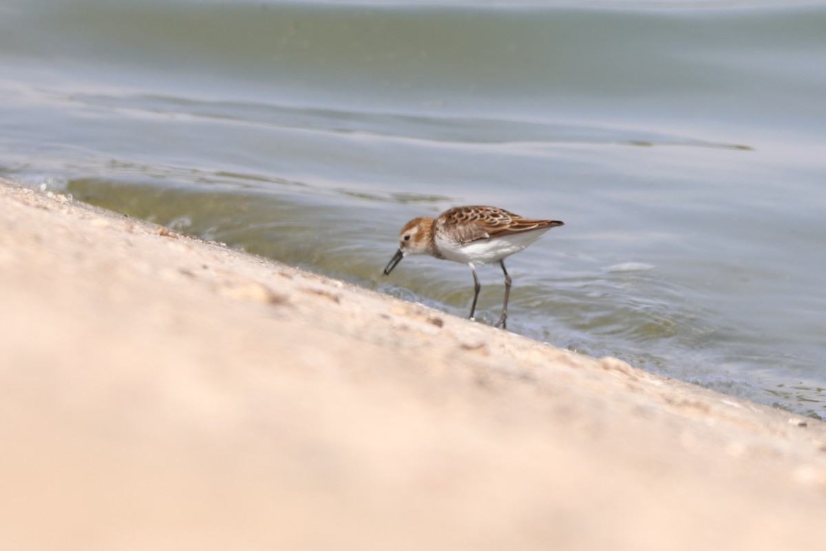 Little Stint - ML633019895
