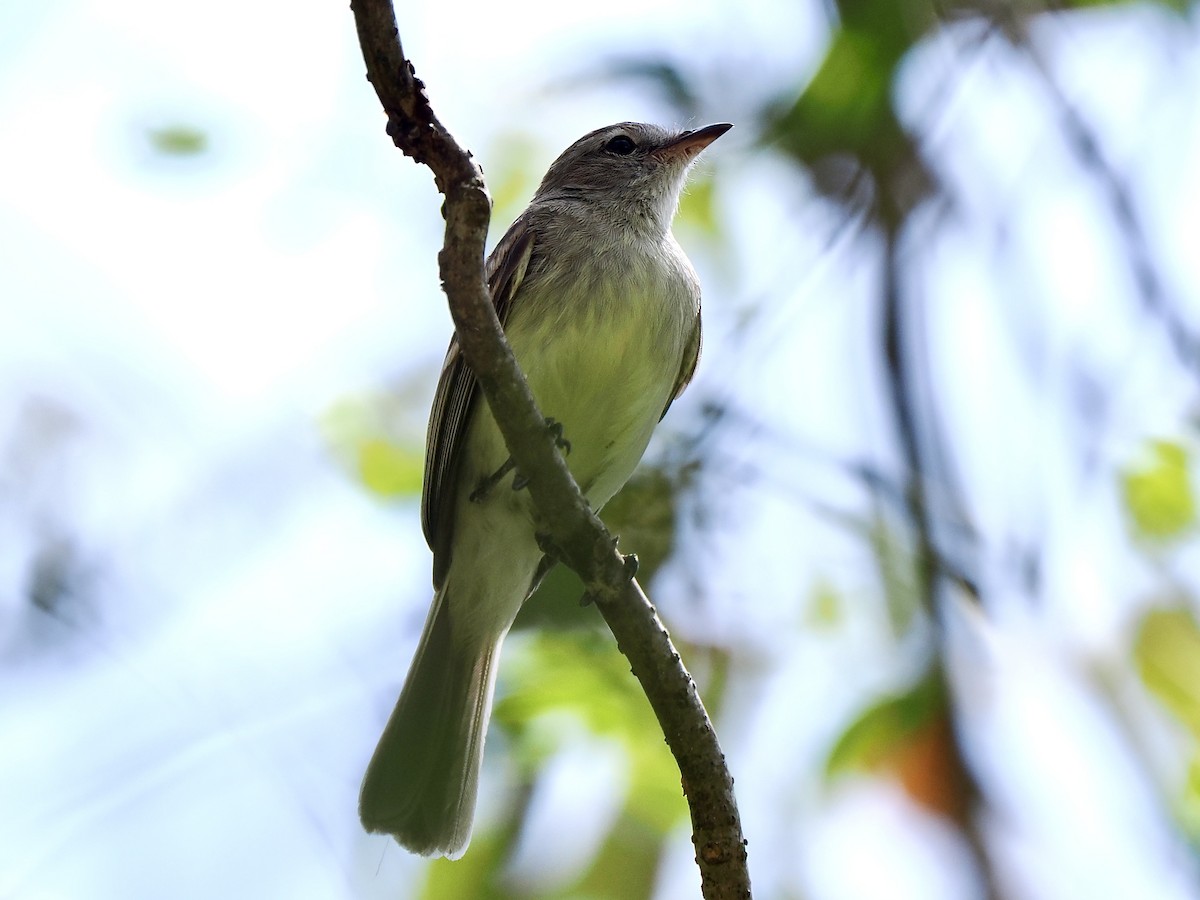 Mouse-colored Tyrannulet (Northern) - ML633020125