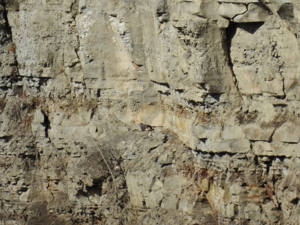 Peregrine Falcon - ML633020160