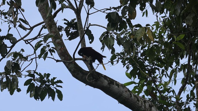 Cassique de Montezuma - ML633020192