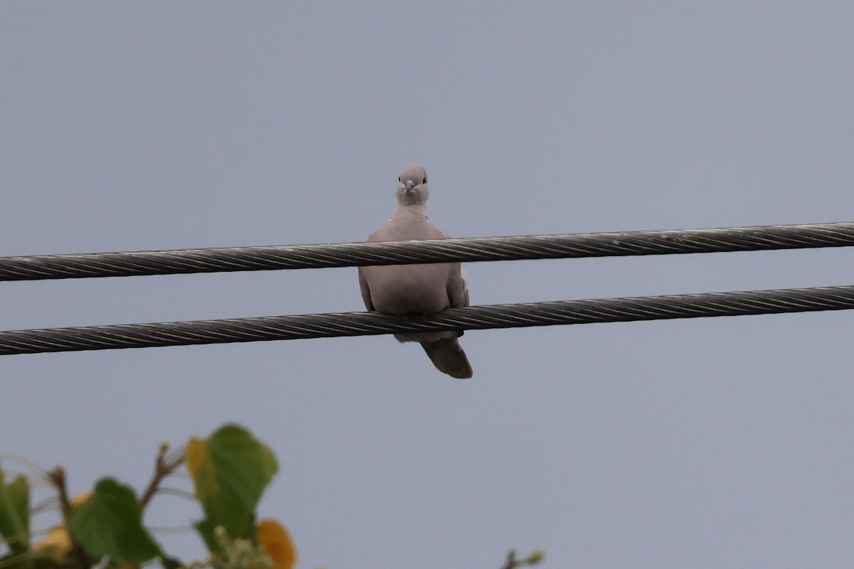 Eurasian Collared-Dove - ML633020211