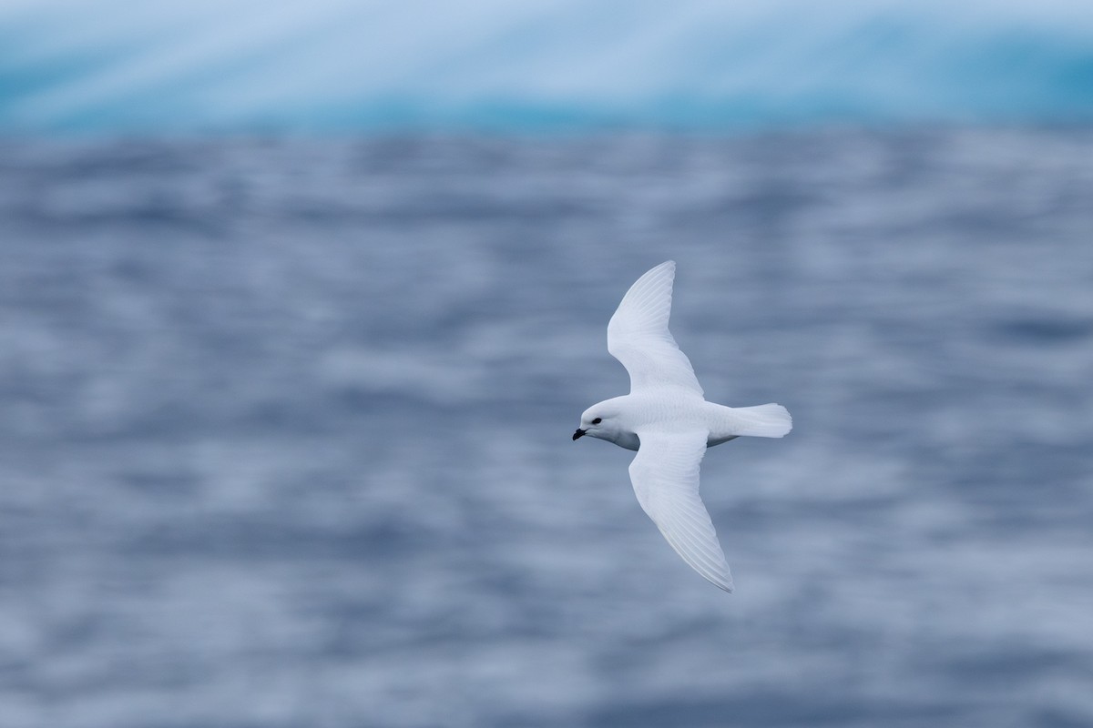 Snow Petrel - ML633020216